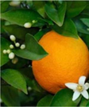 Kolor pomarańczowy: znaczenie Co to znaczy, że lubisz kolor pomarańczowy