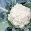Cauliflower: calorie content, benefits and harm, cooking recipes Calorie content of boiled cauliflower